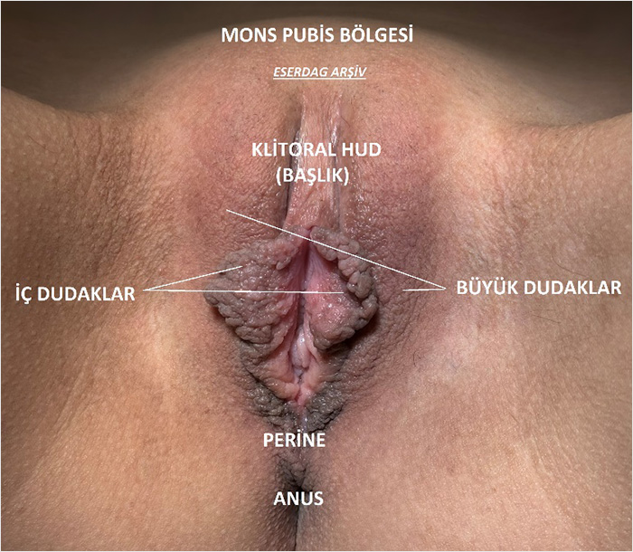 Dış Genital Dudaklar