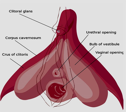 Klitoris Bölümleri
