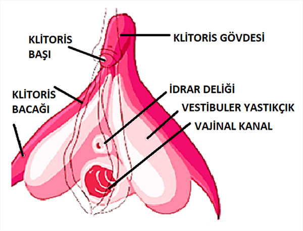 Klitoris Organı