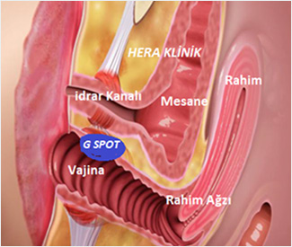 Vajina G Noktası